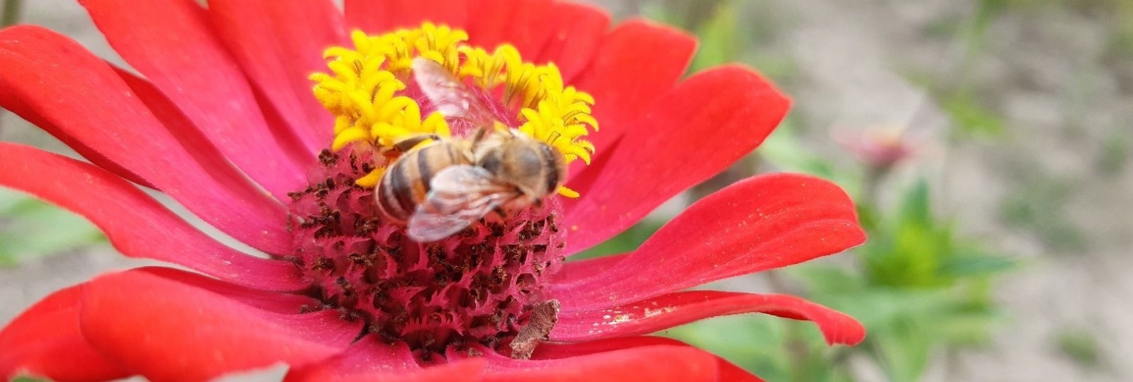 A flower meadow for pollinators