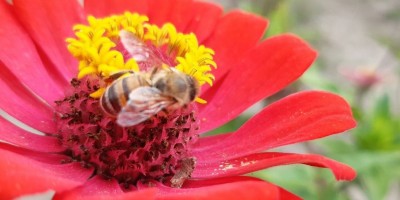 flower meadow in school and preschool Montessori